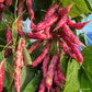 Purple Beans Seeds Purple Green Beans - Seeds - Non Gmo - Heirloom Seeds