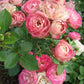 Acropolis Rose Seedlings Flower Seeds Perennial Growing Bonsai Corms Tubers Potted Planting Reblooming Fragrant Garden Roots Rhizomes Species Blooms Plant Bulbs Gardening Tree