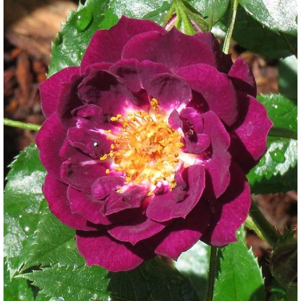 Diamond Eyes Rose Seedlings Flower Seeds Perennial Growing Bonsai Corms Tubers Potted Planting Reblooming Fragrant Garden Roots Rhizomes Species Blooms Plant Bulbs Gardening Tree