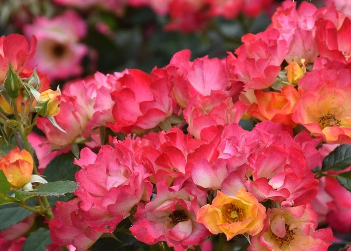 Summer of Love Rose Seedlings Flower Seeds Perennial Growing Bonsai Corms Tubers Potted Planting Reblooming Fragrant Garden Roots Rhizomes Species Blooms Plant Bulbs Gardening Tree