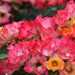 Summer of Love Rose Seedlings Flower Seeds Perennial Growing Bonsai Corms Tubers Potted Planting Reblooming Fragrant Garden Roots Rhizomes Species Blooms Plant Bulbs Gardening Tree