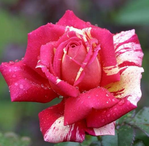 Broceliande Rose Seedlings Flower Seeds Perennial Growing Bonsai Corms Tubers Potted Planting Reblooming Fragrant Garden Roots Rhizomes Species Blooms Plant Bulbs Gardening Tree