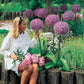 Beau Regard Allium