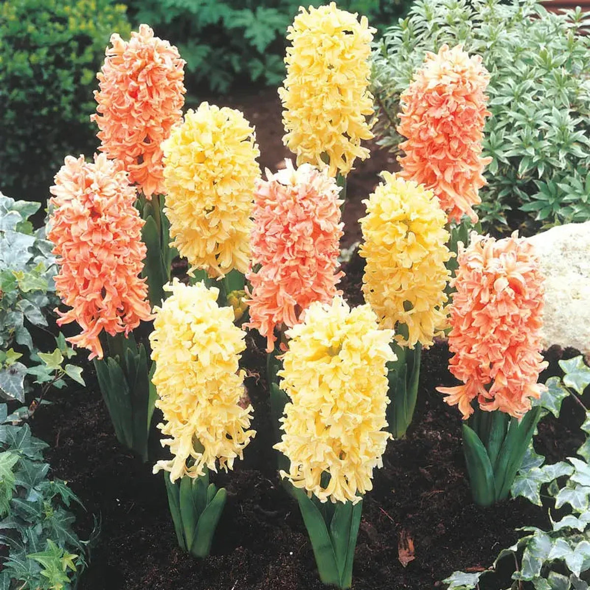 Gipsy Hyacinth Mixture