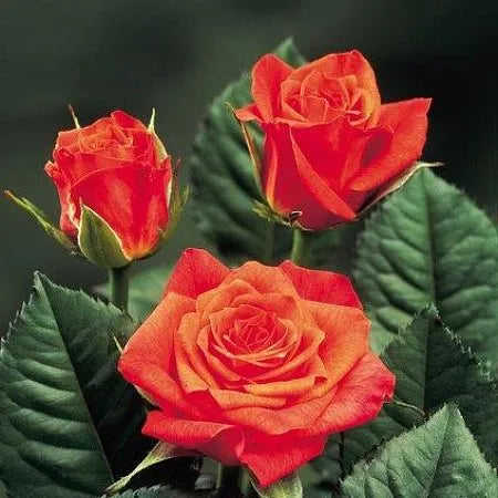 Apaches Rose Seedlings Flower Seeds Perennial Growing Bonsai Corms Tubers Potted Planting Reblooming Fragrant Garden Roots Rhizomes Species Blooms Plant Bulbs Gardening Tree