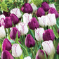 Purple Majesty Tulip