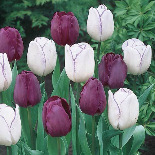Purple Majesty Tulip Duet Bulbs Blooms Species Growing Bonsai Roots Rhizomes Corms Tubers Potted Planting Reblooming Fragrant Garden Flower Seeds Plant