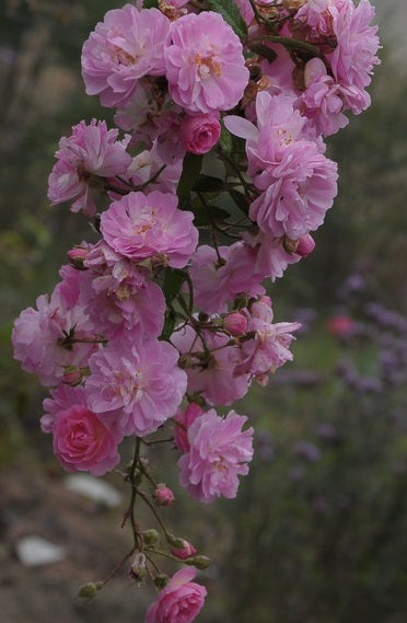 Brise Parfum Rose Seedlings Flower Seeds Perennial Growing Bonsai Corms Tubers Potted Planting Reblooming Fragrant Garden Roots Rhizomes Species Blooms Plant Bulbs Gardening Tree