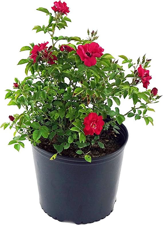Blaze Climbing Rose Seedlings Flower Seeds Perennial Growing Bonsai Corms Tubers Potted Planting Reblooming Fragrant Garden Roots Rhizomes Species Blooms Plant Bulbs Gardening Tree