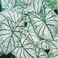 Fancy Leaf Caladium - White Christmas - One Large Size Root - Striking White and Green Foliage - Hardy in Zones 9-11 - Perfect for Shaded Gardens and Containers