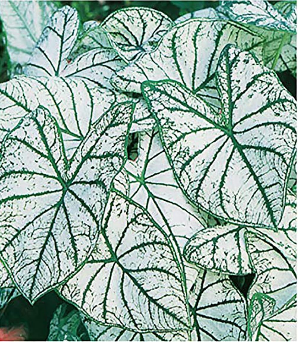 Fancy Leaf Caladium - White Christmas - One Large Size Root - Striking White and Green Foliage - Hardy in Zones 9-11 - Perfect for Shaded Gardens and Containers