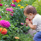 500+ Mix Colors Zinnia Seeds for Planting Outdoors Heirloom Non-GMO 90% High Germination Rate Open Pollinated Zinnia elegans Seeds