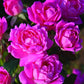Double Pink Rose Seedlings Flower Seeds Perennial Growing Bonsai Corms Tubers Potted Planting Reblooming Fragrant Garden Roots Rhizomes Species Blooms Plant Bulbs Gardening Tree