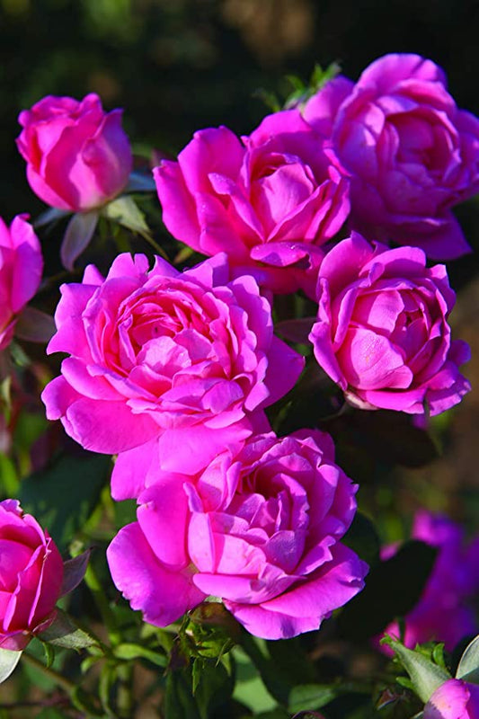 Double Pink Rose Seedlings Flower Seeds Perennial Growing Bonsai Corms Tubers Potted Planting Reblooming Fragrant Garden Roots Rhizomes Species Blooms Plant Bulbs Gardening Tree