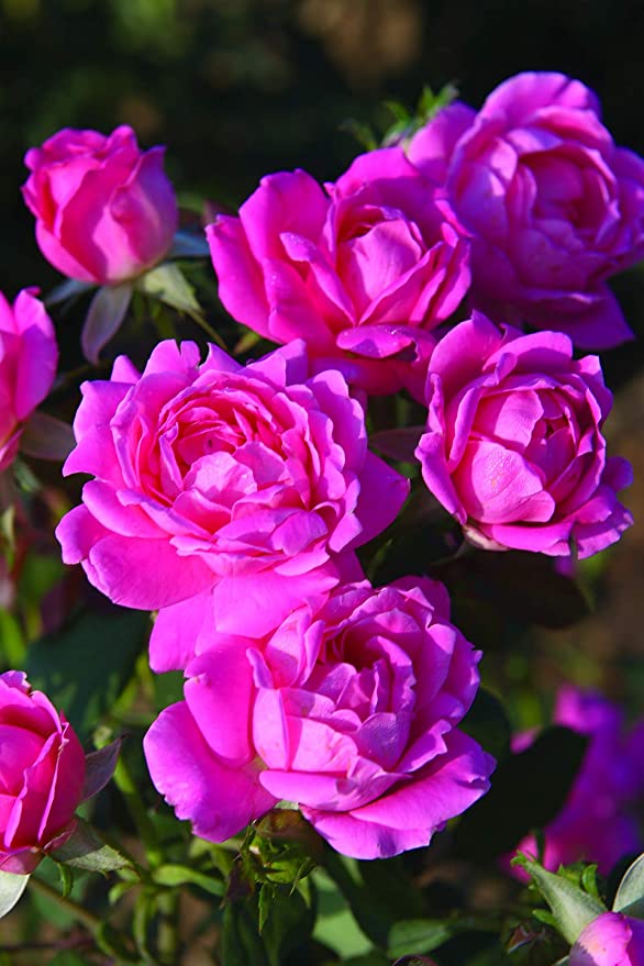 Double Pink Rose Seedlings Flower Seeds Perennial Growing Bonsai Corms Tubers Potted Planting Reblooming Fragrant Garden Roots Rhizomes Species Blooms Plant Bulbs Gardening Tree