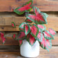 CHUXAY GARDEN Mix Caladium Bicolor-Heart of Jesus 100 Seeds Houseplant Ornamental Large Heart-Shaped Leaves Showy Accent Plant Grows in Garden and pots Low-Maintenance