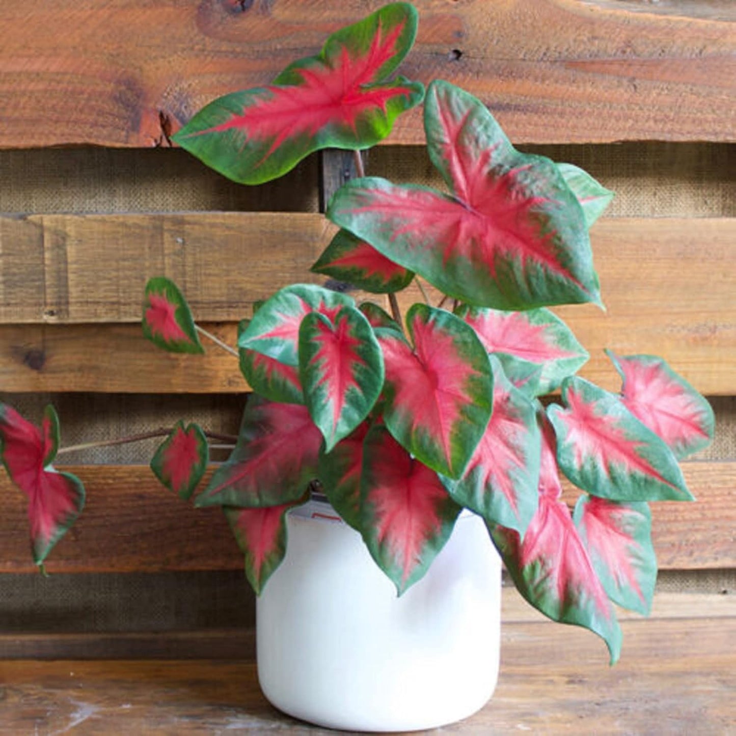 CHUXAY GARDEN Mix Caladium Bicolor-Heart of Jesus 100 Seeds Houseplant Ornamental Large Heart-Shaped Leaves Showy Accent Plant Grows in Garden and pots Low-Maintenance