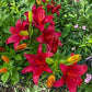 Gran Paradiso Lily