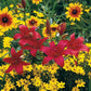 Gran Paradiso Lily