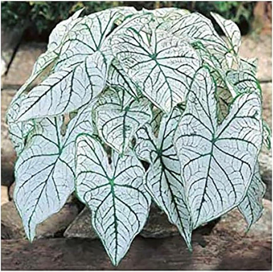 Dwarf Candidum Jr. Caladium - White Caladium - One Top Size Roots - Hardy in Zones 9-11 - Compact Caladium for Gardens and Pots - Elegant White Foliage