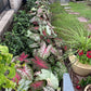 Caladium Bulbs for Planting - Fancy Leaf Mixed Caladium Large Bulbs for Planting Bulk Spring Bulbs to Plant in Spring Bulbs for Planting Outdoors - Elephant Ears Bulbs Size 4-7cm