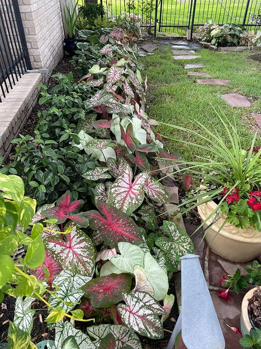 Caladium Bulbs for Planting - Fancy Leaf Mixed Caladium Large Bulbs for Planting Bulk Spring Bulbs to Plant in Spring Bulbs for Planting Outdoors - Elephant Ears Bulbs Size 4-7cm