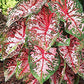Carolyn Whorten Caladium - One Top Size Bulb - Vibrant Pink and Green Foliage - Hardy in Zones 9-11 - Perfect for Gardens and Containers