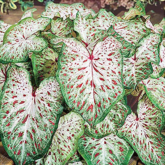 Dwarf Gingerland Caladium - White with Red Marks - Top Size Roots - Hardy in Zones 9-11 - Compact Foliage for Gardens and Containers