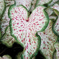 3 Gingerland Caladium Bulbs - Dwarf Fancy Leaf Caladium - 3 Caladium Roots
