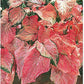 3 Pink Symphony Caladium - Large Size Root - Striking Pink and Green Foliage - Hardy in Zones 9-11 - Ideal for Shade Gardens and Containers
