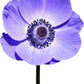 Anemone Mix Plant Bulbs (10 bulbs) - Colorful Flowers in Spring Blooming Gardens