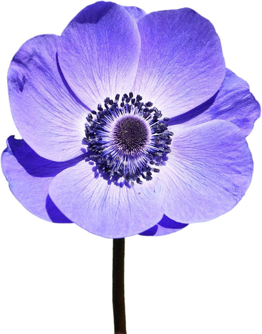 Anemone Mix Plant Bulbs (10 bulbs) - Colorful Flowers in Spring Blooming Gardens