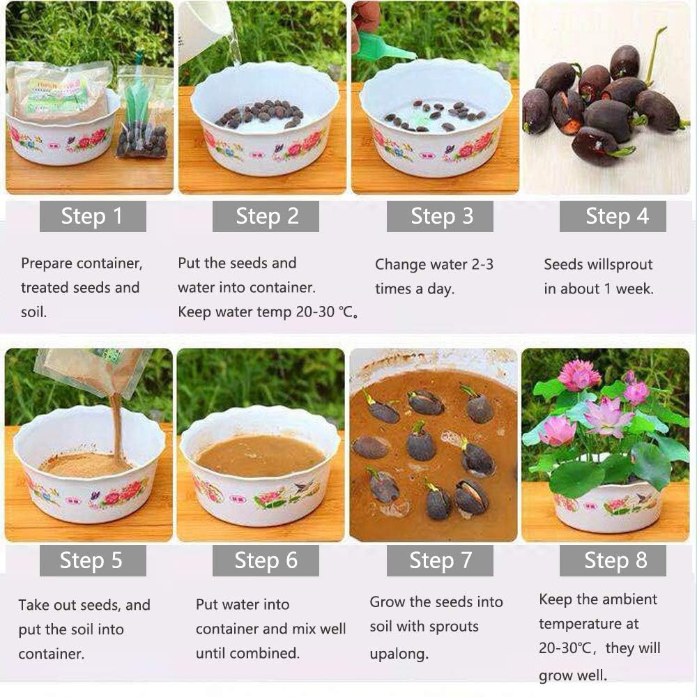 80 pieces Lotus Flower Seeds for Home Planting Ornamental, Mixed Pink & Red Flower, Can Purify Water and Air, Aquatic Plant for Courtyard, Hotel, Goldfish Pond, Water Lily Seeds