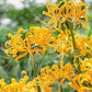 Aurea Lycoris Spider Lily Hurricane Cluster Amayllis Growing Bonsai Roots Rhizomes Corms Tubers Potted Planting Reblooming Fragrant Garden Species Blooms Flower Seeds Plant Gardening