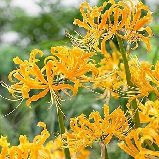 Aurea Lycoris Spider Lily Hurricane Cluster Amayllis Growing Bonsai Roots Rhizomes Corms Tubers Potted Planting Reblooming Fragrant Garden Species Blooms Flower Seeds Plant Gardening