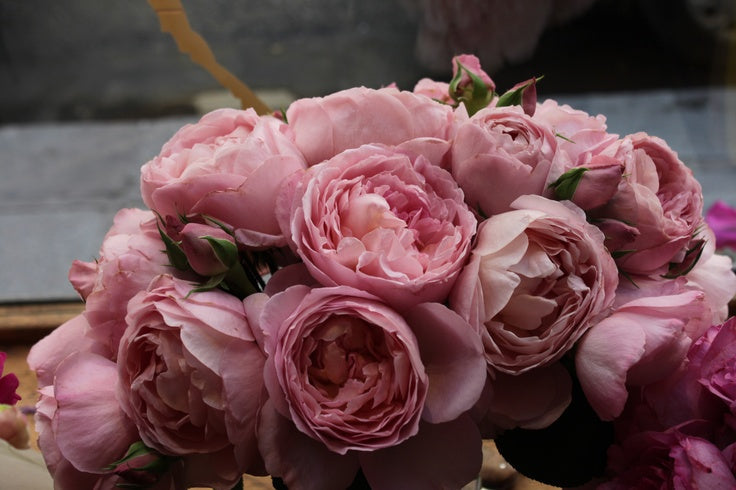 Dames Rose Seedlings Flower Seeds Perennial Growing Bonsai Corms Tubers Potted Planting Reblooming Fragrant Garden Roots Rhizomes Species Blooms Plant Bulbs Gardening Tree