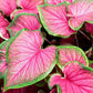 3 Florida Sweetheart Caladium Bulbs - Fancy Leaf Caladium - 3 Caladium Roots