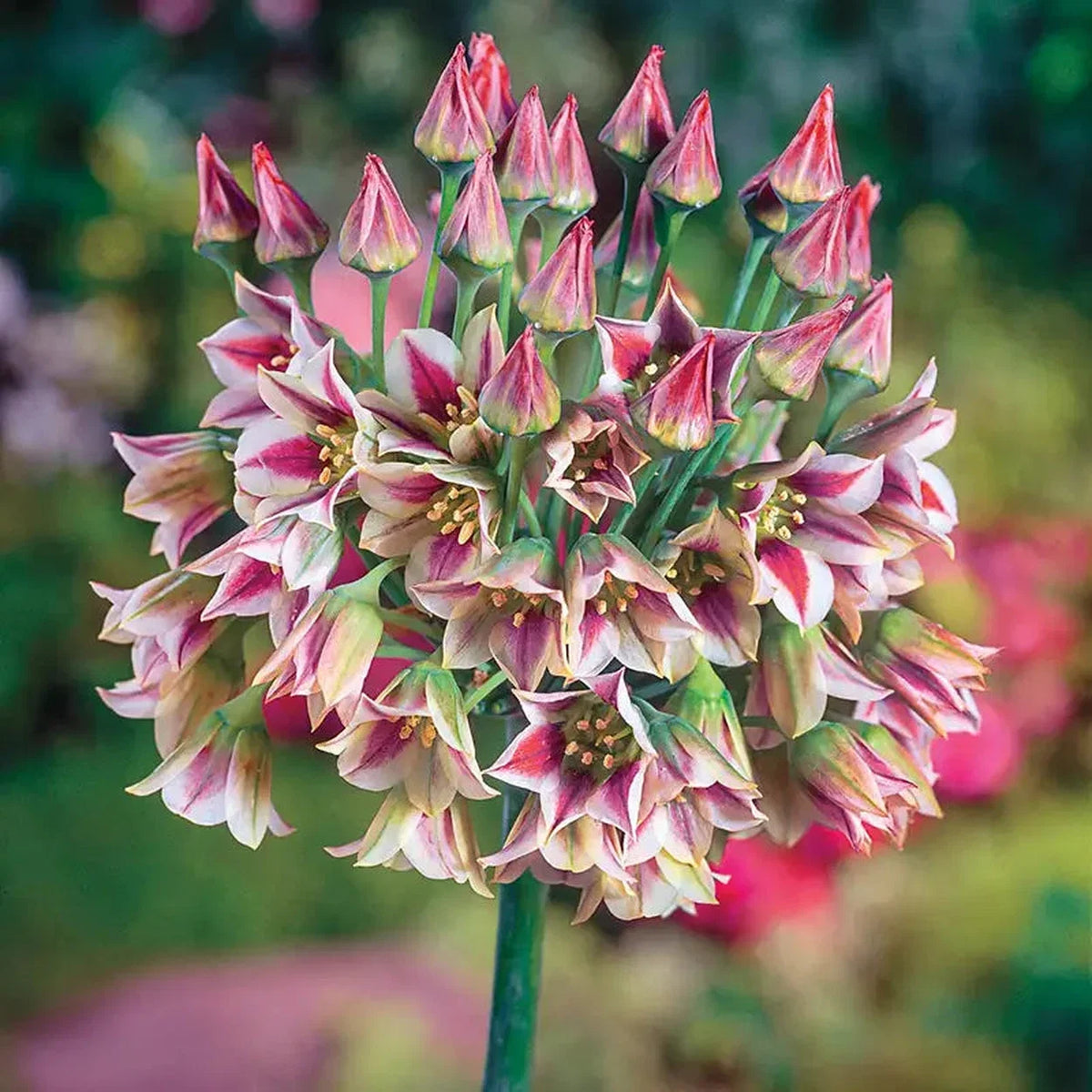 Sicilian Honey Lily