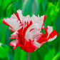 Estella Rijnveld Tulip