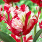 Estella Rijnveld Tulip
