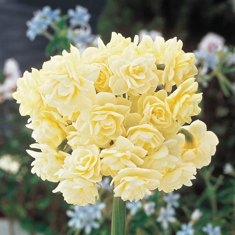 Spring Cheer Narcissus Bulbs Blooms Species Growing Bonsai Roots Rhizomes Corms Tubers Potted Planting Reblooming Fragrant Garden Flower Seeds Plant