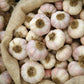 Garlic Bulb (10 Pack), Fresh California SOFTNECK Garlic Bulb for Planting and Growing Your OWN Garlic