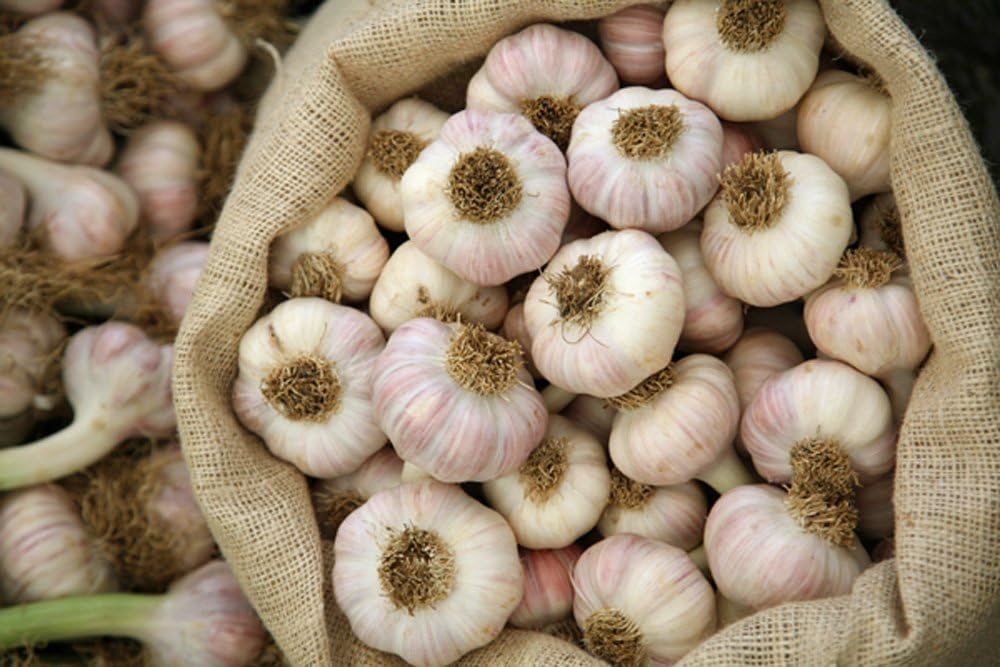 GARLIC BULB (12 Ounces), FRESH CALIFORNIA SOFTNECK GARLIC BULB FOR PLANTING, EATING AND GROWING YOUR OWN GARLIC, COUNTRY CREEK BRAND