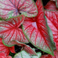 3 Freida Hemple Caladium Bulbs for Planting - Perennial Hosta, Elephant Ears, Fancy (3 Bulbs)