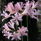 Squamigera Lycoris Spider Lilies Bulbs Radiata Hurricane Lily Cluster Amayllis Growing Bonsai Roots Rhizomes Corms Tubers Potted Planting Reblooming Fragrant Garden Species Blooms Flower Seeds Plant Gardening