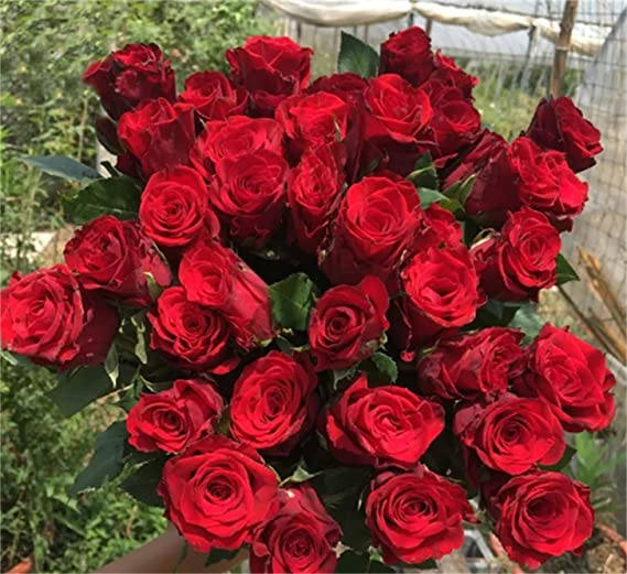 Red Rose Seedlings Flower Seeds Perennial Growing Bonsai Corms Tubers Potted Planting Reblooming Fragrant Garden Roots Rhizomes Species Blooms Plant Bulbs Gardening Tree