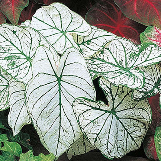 Dwarf Candidum Jr. Caladium - White Foliage - One Large Root - Hardy in Zones 9-11 - Compact Caladium for Gardens and Pots - Elegant Caladium Plants