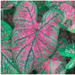 Florida Roselight Caladium - One Top Size Bulb - Stunning Pink and Green Foliage - Hardy in Zones 9-11 - Ideal for Gardens and Containers