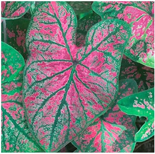 Florida Roselight Caladium - One Top Size Bulb - Stunning Pink and Green Foliage - Hardy in Zones 9-11 - Ideal for Gardens and Containers