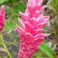 Hawaiian Pink Ginger Plant Root - 1 Pk - 2 Roots pp Discount Hawaiian Gifts